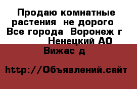 Продаю комнатные растения  не дорого - Все города, Воронеж г.  »    . Ненецкий АО,Вижас д.